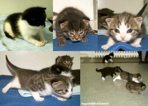 kittens van 3-4 weken oud gaan op onderzoek uit